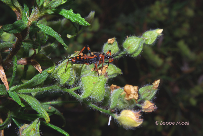 Rhynocoris del gruppo iracundus/cuspidatus in Toscana